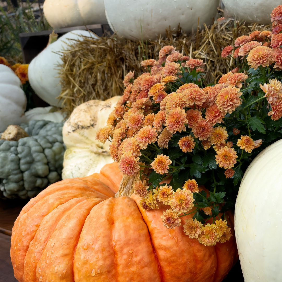 Boost Your Immune System for Fall: How CBD Can Support Your Wellness Journey - Good Organics