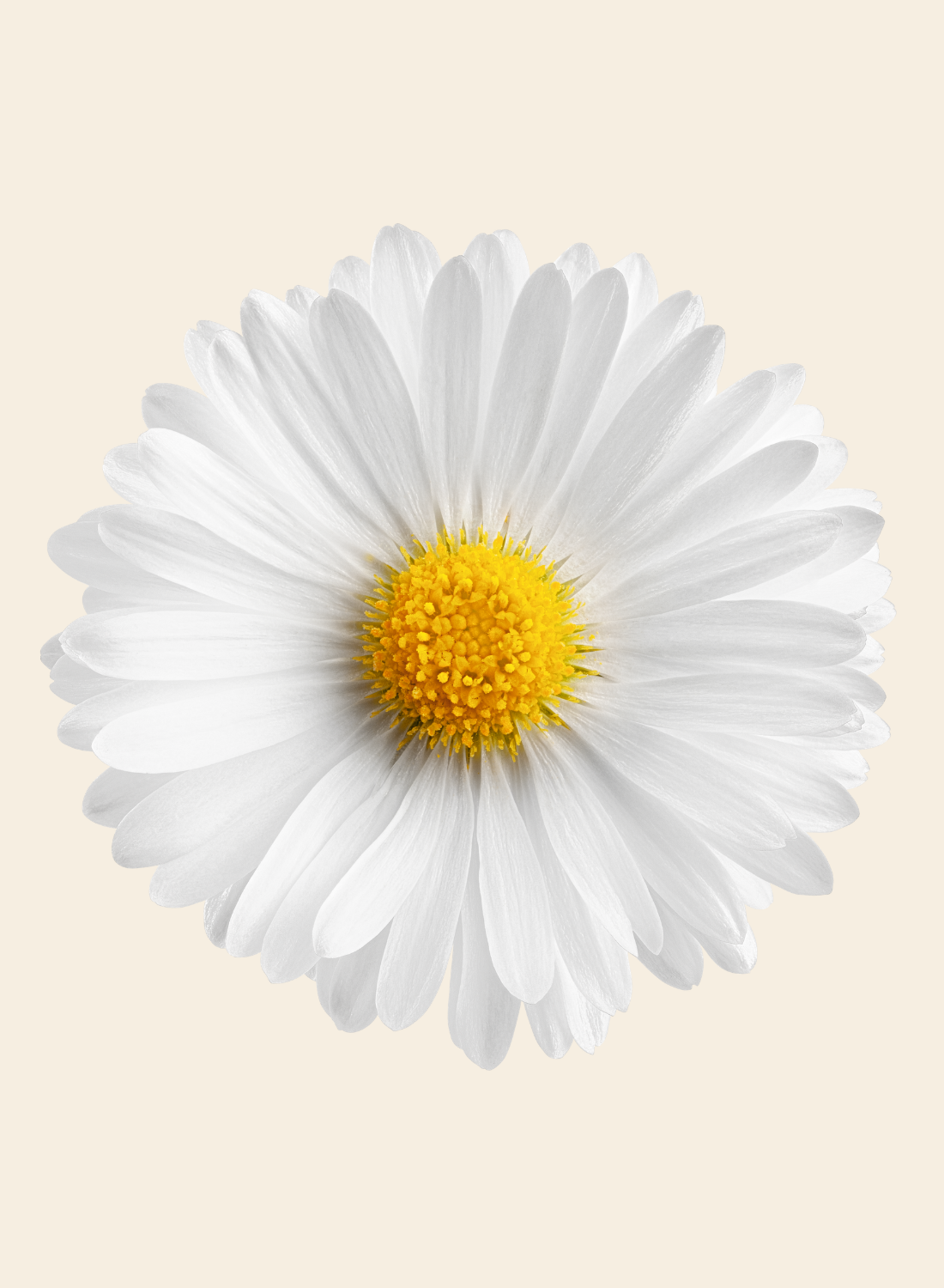 Chamomile Extract