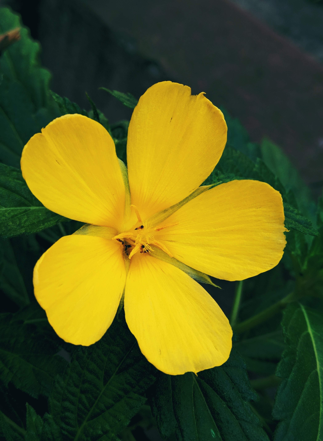 Damiana