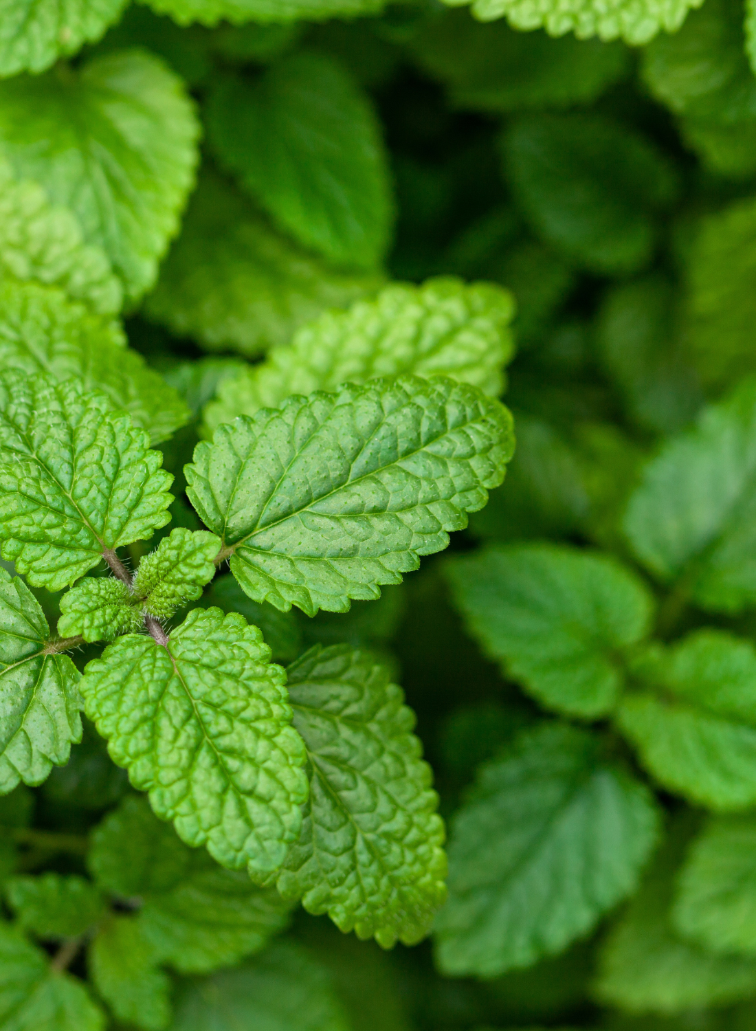 Lemon Balm