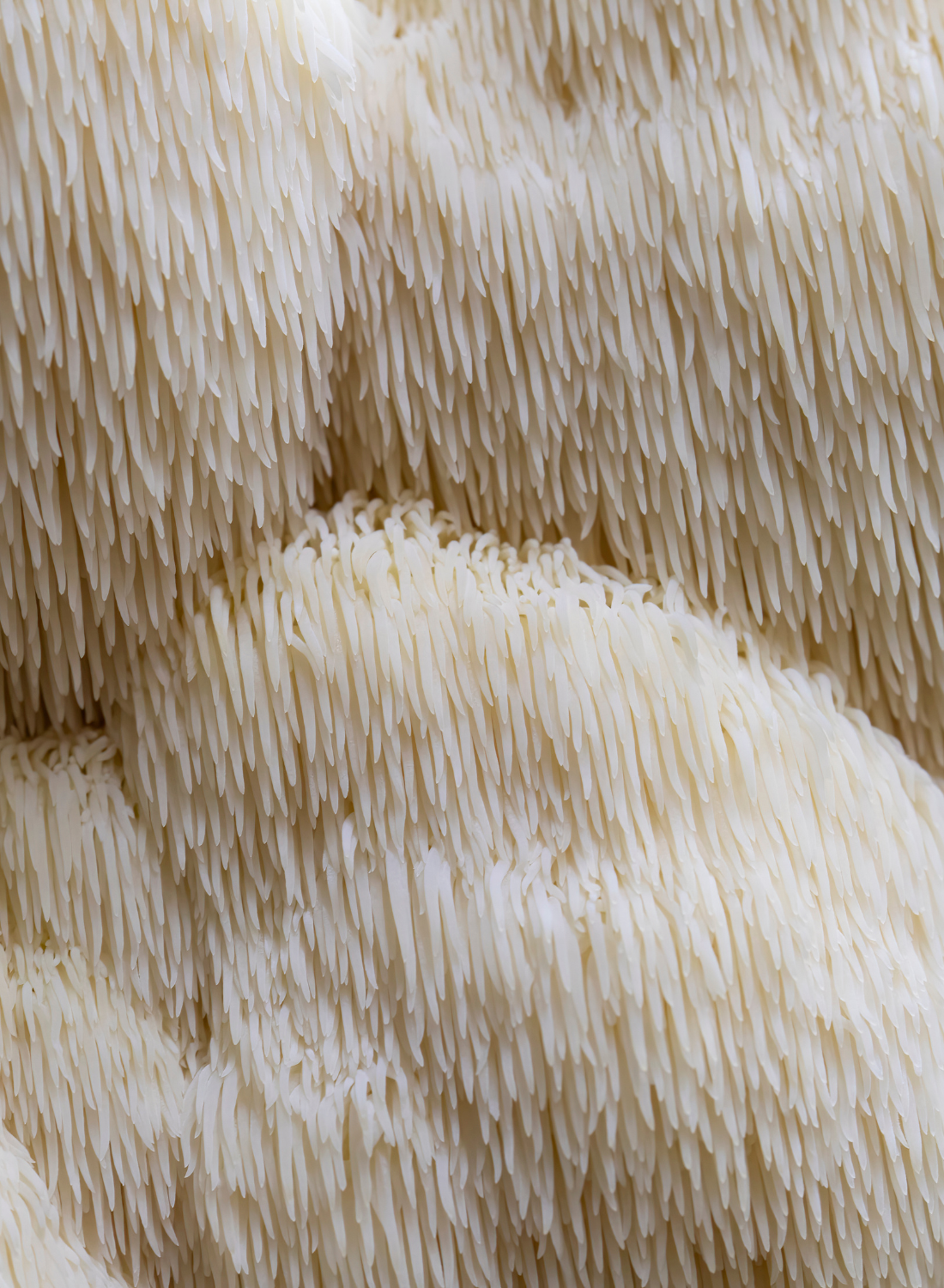 Lion’s Mane