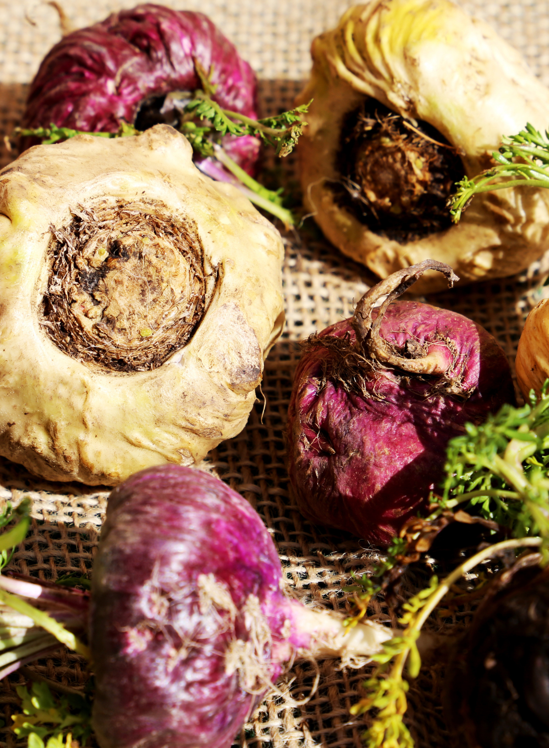 Maca