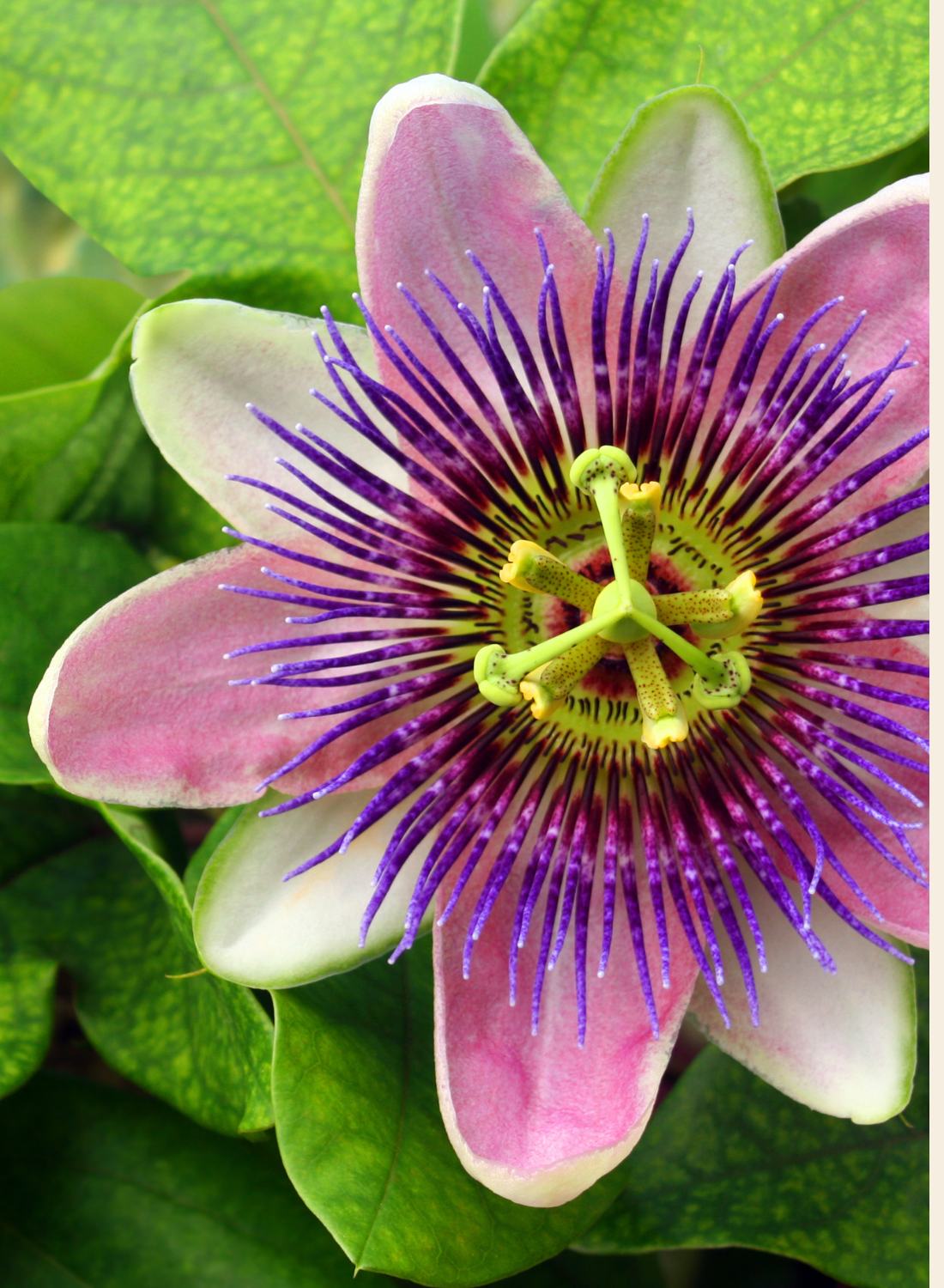Passion Flower