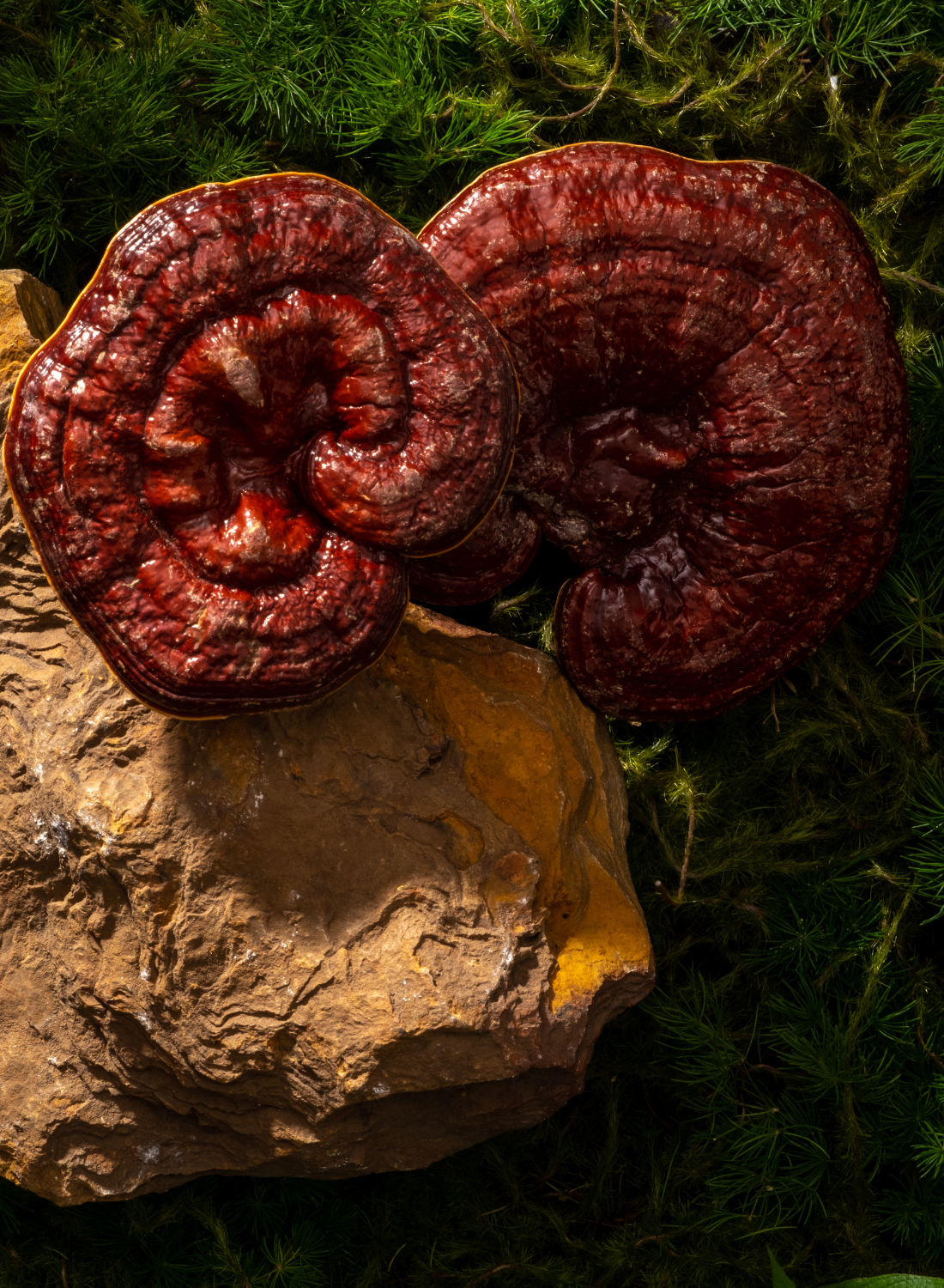 Reishi